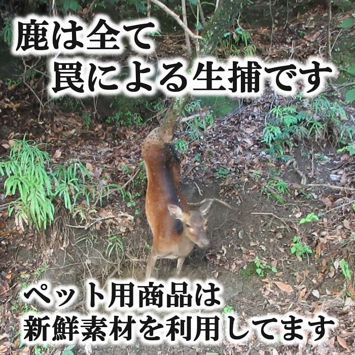 鹿首筋肉 ジャーキー 犬 40g 鹿 肉 ペット用 犬用 犬のおやつ 鹿肉 犬おやつ 犬の無添加おやつ ドライ 犬の餌 犬用おやつ ペットジャーキー ジビエ 干し肉 無添加 ドックフード ドッグフード ペットフード 硬い 天然 低脂肪 高タンパク ヘルシー デンタルケア 国産 安心 thumbnail 3