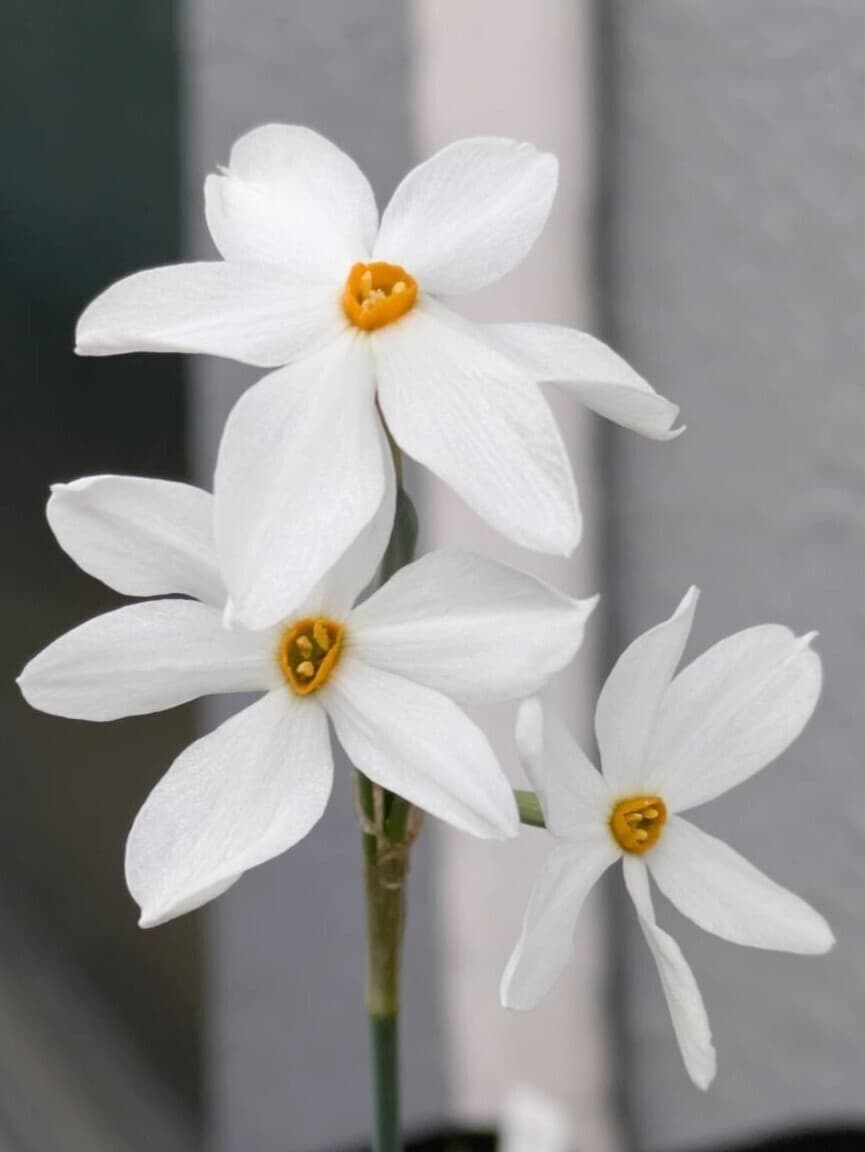【山野草 球根 原種スイセン】Narcissus deficiens ① — 1/2
